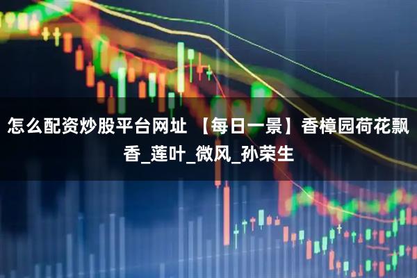 怎么配资炒股平台网址 【每日一景】香樟园荷花飘香_莲叶_微风_孙荣生